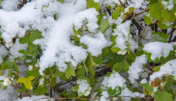 We got our first snow of the season during the night, dusting in — Stock Photo, Image