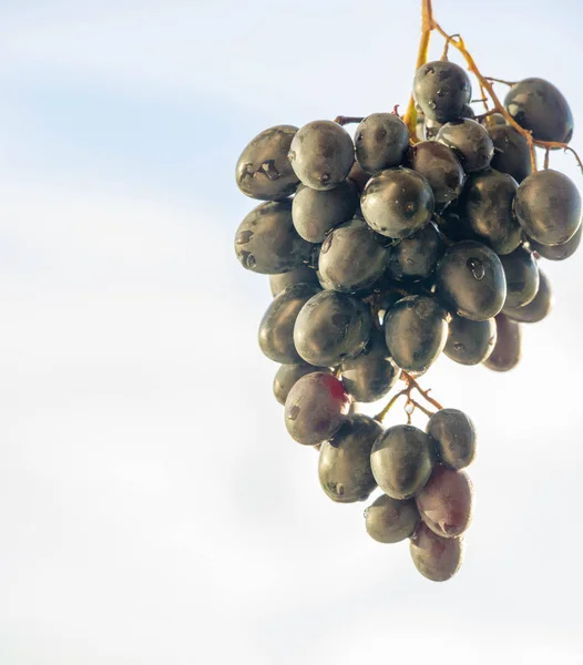 Grapes can be eaten fresh as table grapes or they can be used fo