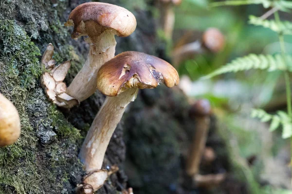 Otoño fotografía, Setas Latin Fungi o Mycota es un reino o —  Fotos de Stock