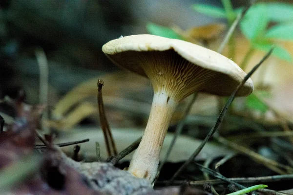 Herbstfotografie, Pilze lateinisch Pilze oder Mykota ist ein Reich o — Stockfoto