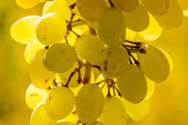 Grapes can be eaten fresh as table grapes or they can be used fo — Stock Photo, Image