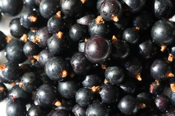 Groselha preta, groselha preta, amora. vitamina C e polifeno — Fotografia de Stock