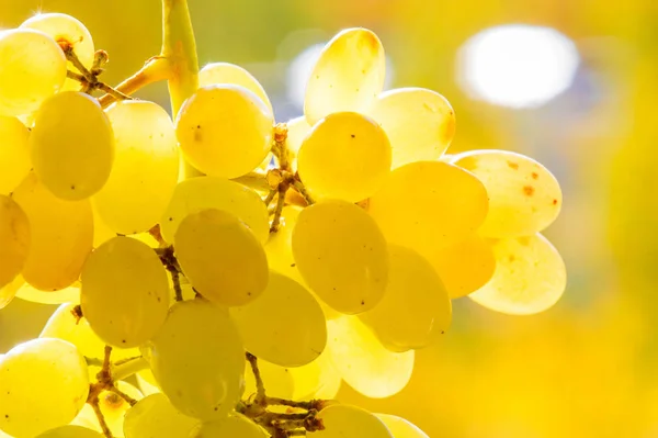 As uvas podem ser comidas frescas como uvas de mesa ou podem ser utilizadas — Fotografia de Stock