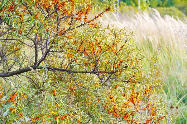 Olivello spinoso. Diverse parti di olivello spinoso sono stati utilizzati un — Foto Stock