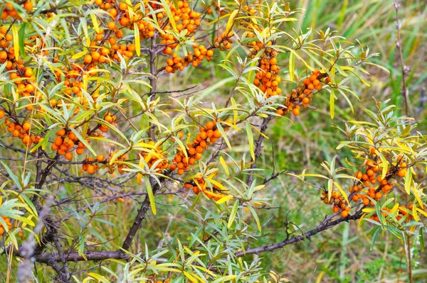 Olivello spinoso. Diverse parti di olivello spinoso sono stati utilizzati un — Foto Stock