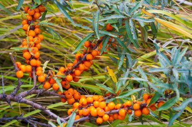 Deniz dikenleri. Deniz dikenlerinin farklı kısımları...