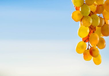 Üzümler masa üzümü gibi taze yenebilir ya da onlar için kullanılabilir.