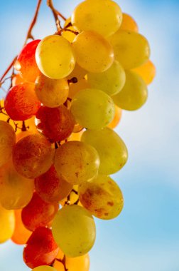 Üzümler masa üzümü gibi taze yenebilir ya da onlar için kullanılabilir.