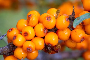 Deniz dikenleri. Deniz dikenlerinin farklı kısımları...