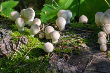 Sonbahar fotoğrafçılığı, Mantarlar Latin Mantarlar veya Mycota bir diyardır.