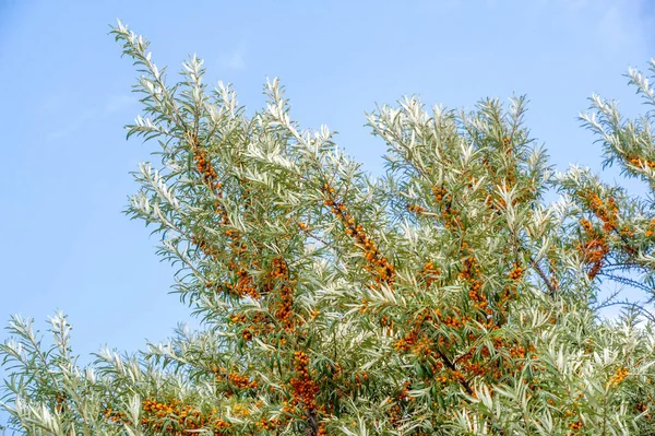 Olivello spinoso. Diverse parti di olivello spinoso sono stati utilizzati un — Foto Stock