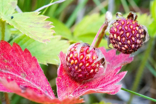 Summer photography of macro photography, strawberry wildlife. sw