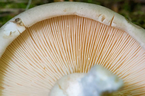 Podzimní fotografie, houby Latinské houby nebo Mycota je říše o — Stock fotografie
