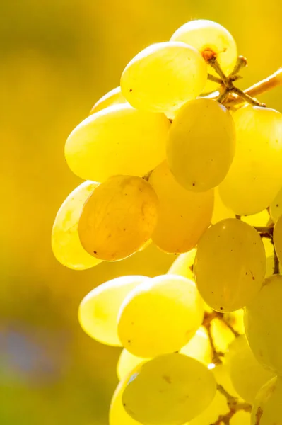 As uvas podem ser comidas frescas como uvas de mesa ou podem ser utilizadas — Fotografia de Stock