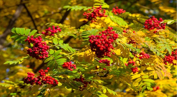 Herbstlandschaftsfotografie, Eberesche in voller Schönheit, illum — Stockfoto