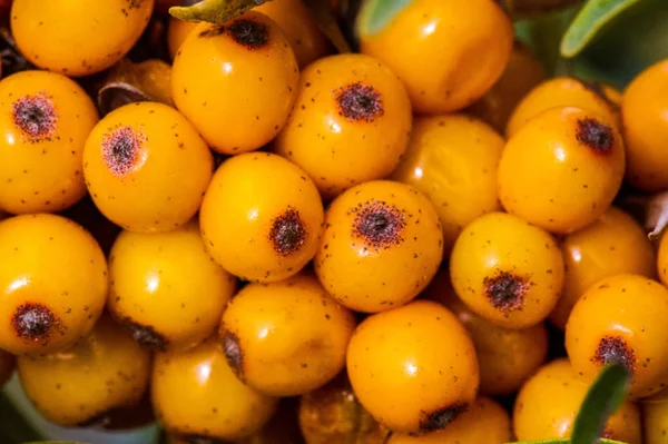 Sea buckthorn. Different parts of sea buckthorn have been used a — Stock Photo, Image