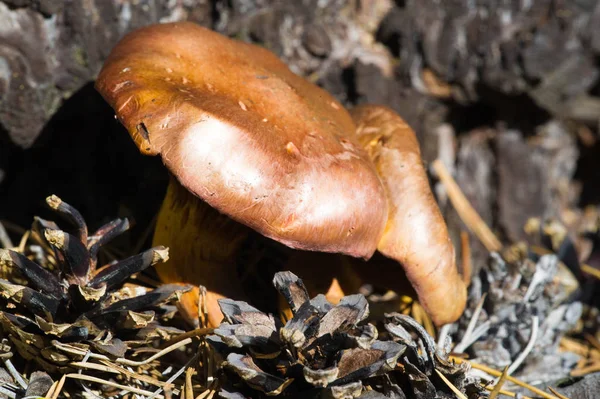 Autumn photography, Mushrooms Latin Fungi or Mycota is a realm o — Stock Photo, Image