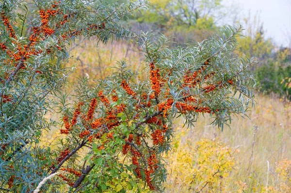 Sea buckthorn. Different parts of sea buckthorn have been used a — Stock Photo, Image