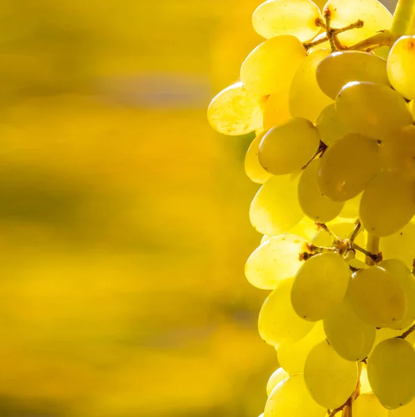 As uvas podem ser comidas frescas como uvas de mesa ou podem ser utilizadas — Fotografia de Stock