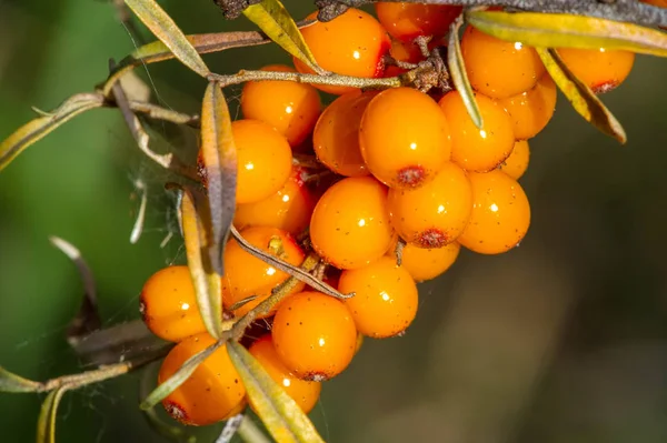 Sea buckthorn. Different parts of sea buckthorn have been used a — Stock Photo, Image