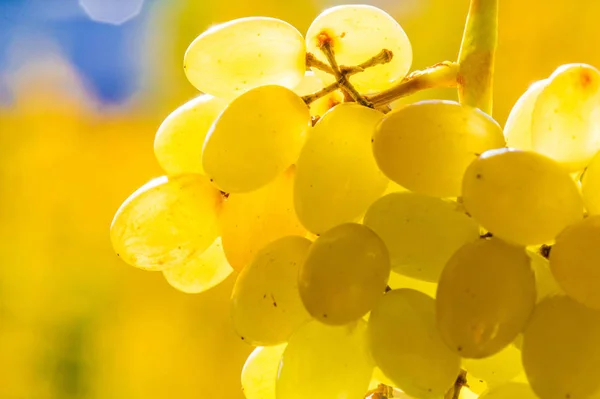 As uvas podem ser comidas frescas como uvas de mesa ou podem ser utilizadas — Fotografia de Stock