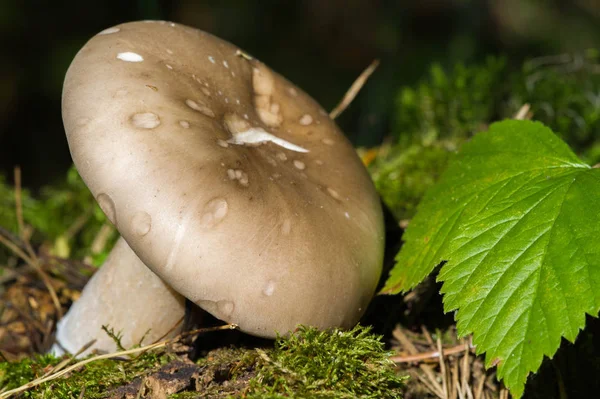 Otoño fotografía, Setas Latin Fungi o Mycota es un reino o —  Fotos de Stock