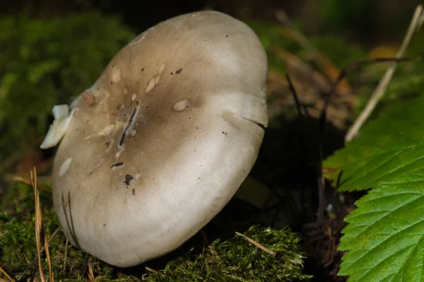 Otoño fotografía, Setas Latin Fungi o Mycota es un reino o —  Fotos de Stock