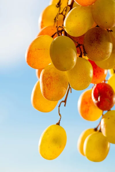 Grapes can be eaten fresh as table grapes or they can be used fo — Stock Photo, Image
