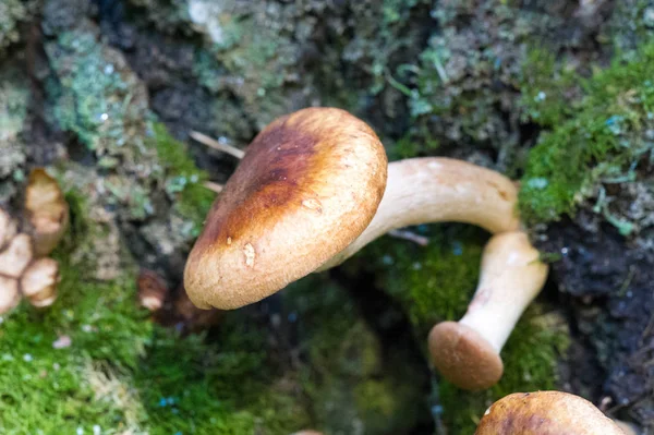 Őszi fotózás, gomba Latin gomba vagy Mycota egy birodalom o — Stock Fotó