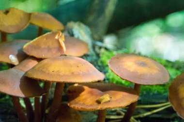 Sonbahar fotoğrafçılığı, Mantarlar Latin Mantarlar veya Mycota bir diyardır.