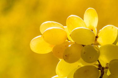 Üzümler masa üzümü gibi taze yenebilir ya da onlar için kullanılabilir.