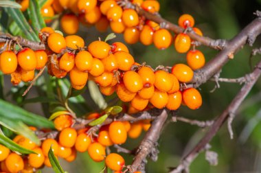 Deniz dikenleri. Deniz dikenlerinin farklı kısımları...