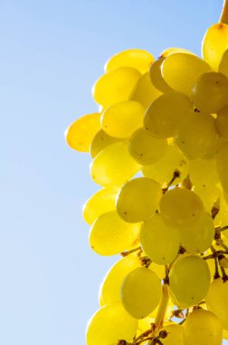 Üzümler masa üzümü gibi taze yenebilir ya da onlar için kullanılabilir.