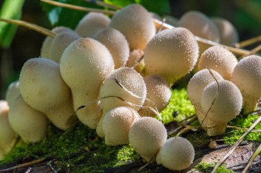 Sonbahar fotoğrafçılığı, Mantarlar Latin Mantarlar veya Mycota bir diyardır.