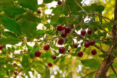 Ağacın dallarında kiraz çileği. Küçük, yuvarlak bir kayalık.