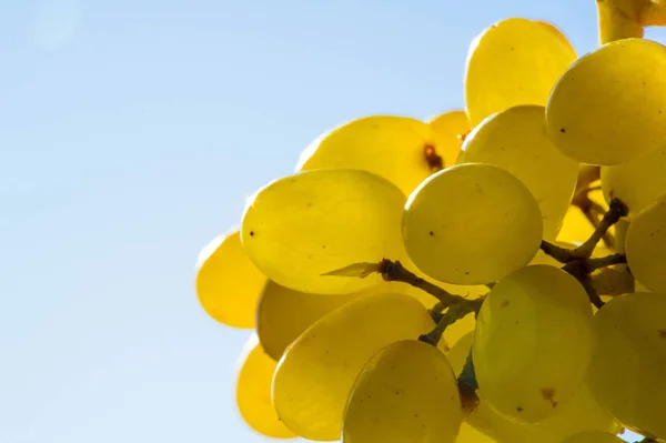 As uvas podem ser comidas frescas como uvas de mesa ou podem ser utilizadas — Fotografia de Stock