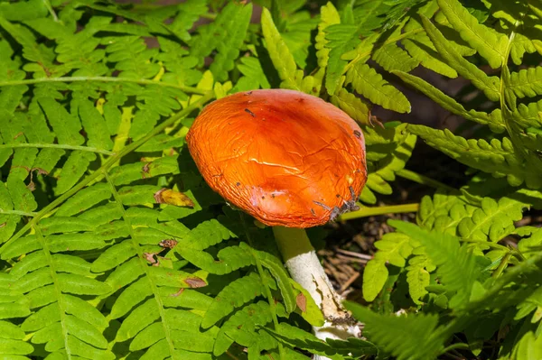 Fotos de outono, Cogumelos Latin Fungi ou Mycota é um reino o — Fotografia de Stock