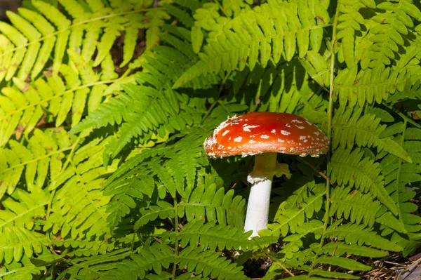 Fotos de outono, Cogumelos Latin Fungi ou Mycota é um reino o — Fotografia de Stock