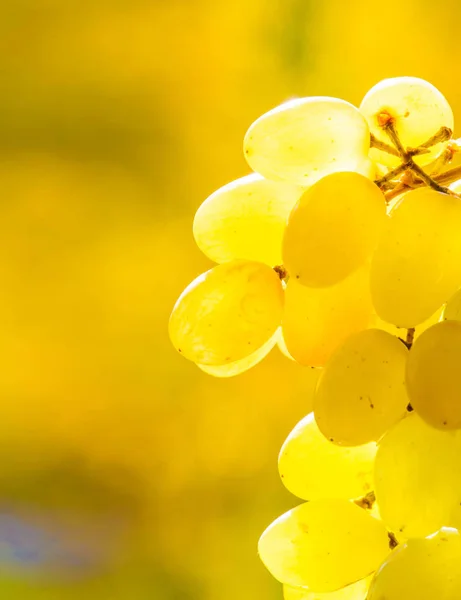 As uvas podem ser comidas frescas como uvas de mesa ou podem ser utilizadas — Fotografia de Stock