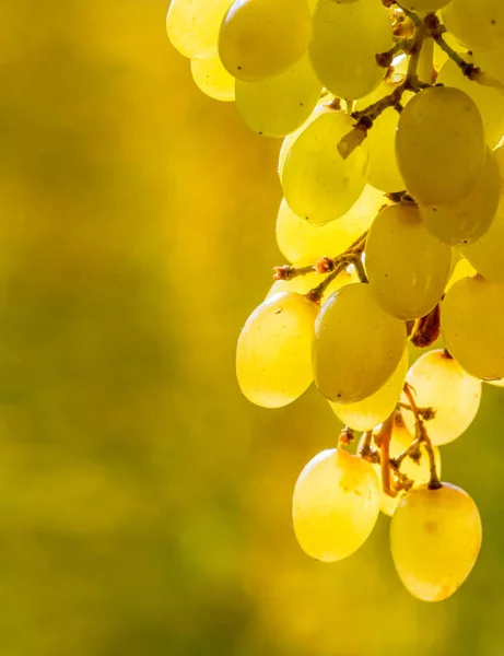 Виноград можна їсти свіжим, як столовий виноград, або їх можна використовувати фо — стокове фото