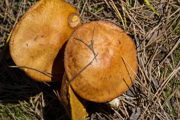 Autumn photography, Mushrooms Latin Fungi or Mycota is a realm o — 스톡 사진