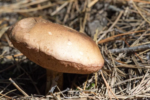 Otoño fotografía, Setas Latin Fungi o Mycota es un reino o — Foto de Stock