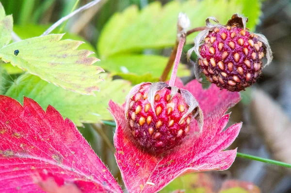 Summer photography of macro photography, strawberry wildlife. sw