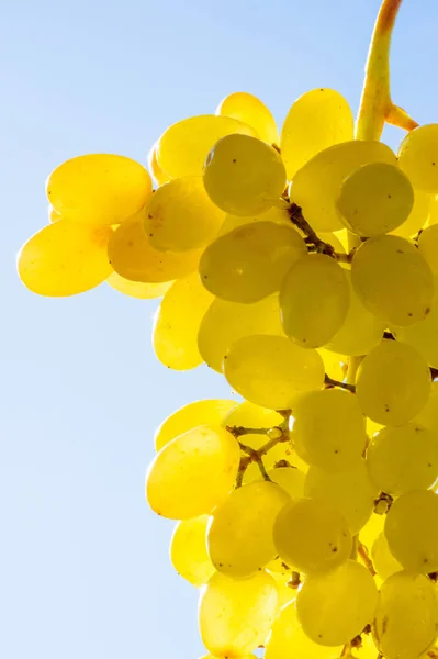 Szőlő lehet enni friss, mint a csemegeszőlő, vagy lehet használni fo — Stock Fotó