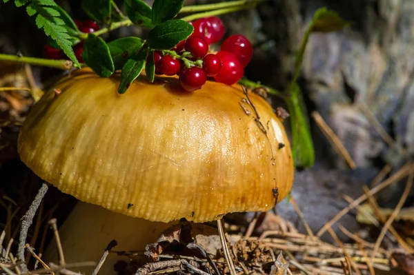 Autumn photography, Mushrooms Latin Fungi or Mycota is a realm o — Stok Foto