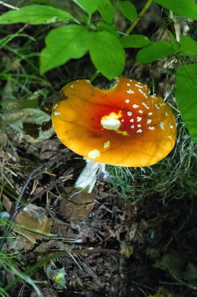 Φθινόπωρο φωτογραφία, Μανιτάρια Latin Fungi ή Mycota είναι ένα βασίλειο o — Φωτογραφία Αρχείου