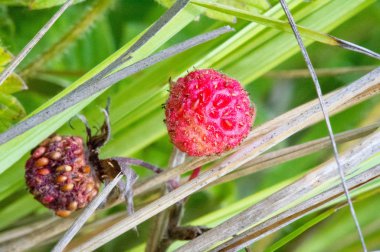 Makro fotoğrafçılığın yaz fotoğrafları, çilekli vahşi yaşam. sw