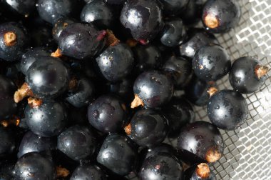 Frenk üzümü, kuşüzümü, böğürtlen. C vitamini ve polifeno