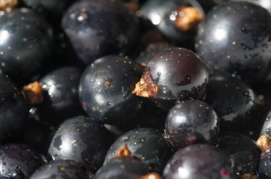 Frenk üzümü, kuşüzümü, böğürtlen. C vitamini ve polifeno