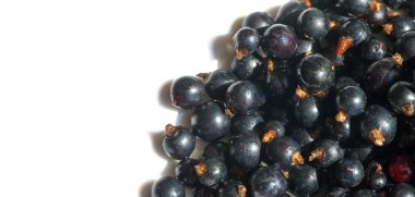 Frenk üzümü, kuşüzümü, böğürtlen. C vitamini ve polifeno